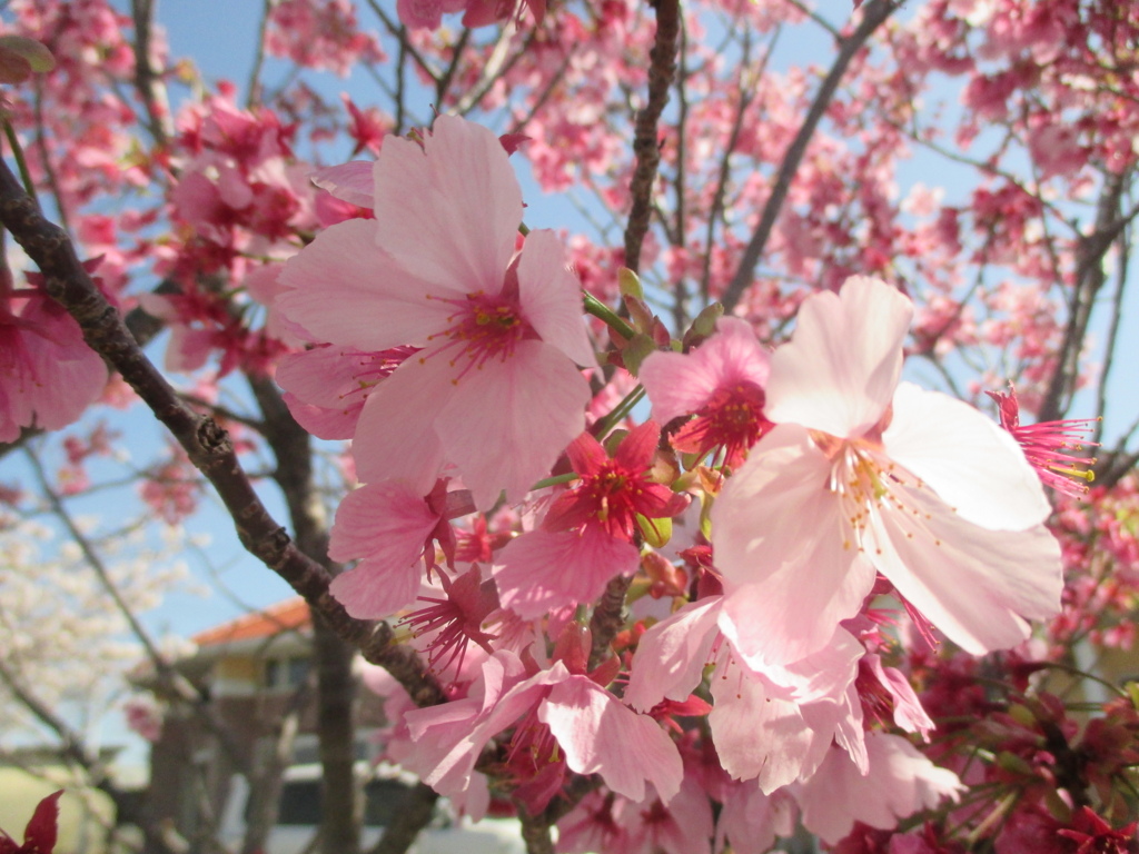 桜の開花　⑧