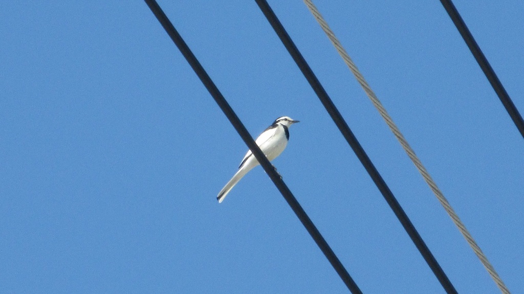 電線の上のセキレイ②