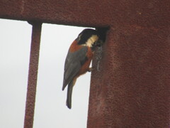 ヤマガラの営巣　⑤