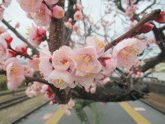 開花した桜　④