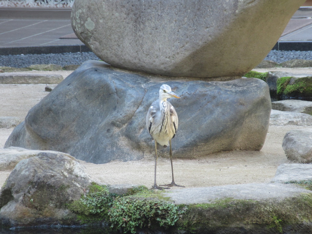 池のそばにたたずむサギ　②