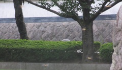 蝶の群れ③