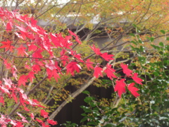 赤く色づいた紅葉②