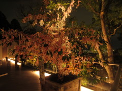 ライトアップ⑦