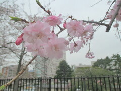 桜の開花　①