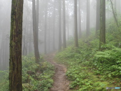 霧と山道①