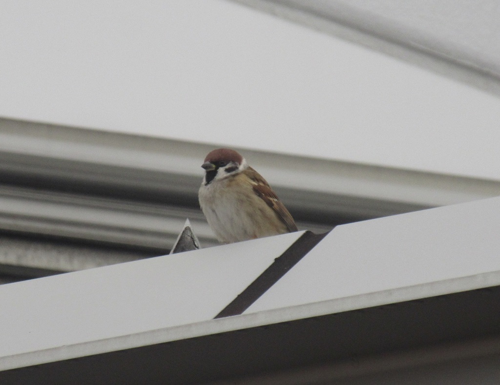 屋根の上のスズメ①