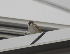 屋根の上のスズメ①