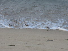 浜辺の鳥たち③