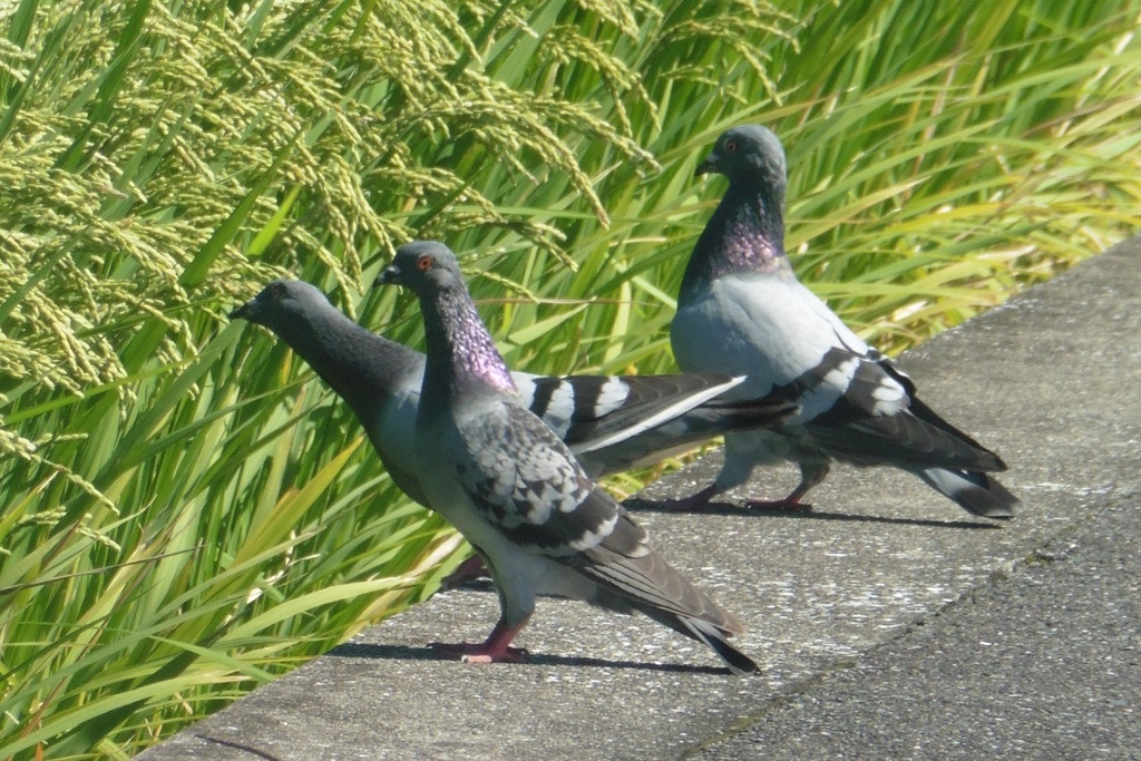 稲穂を食べる鳩①