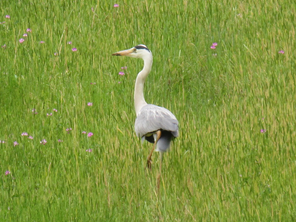 餌を求めて歩き回るサギ　②