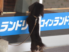 飼い主を待つワンちゃん②