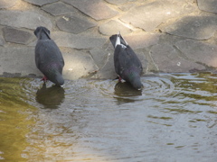 2匹で水を飲む鳩①