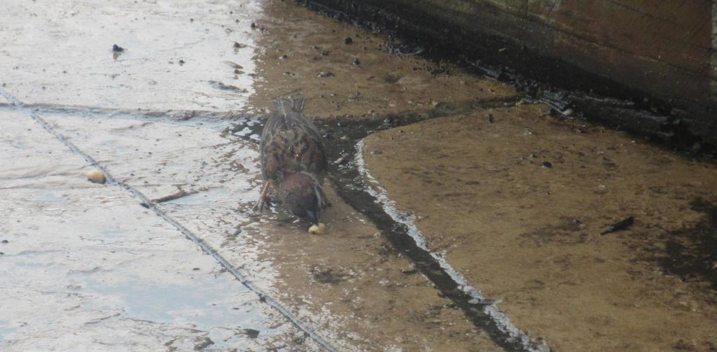 ピーナッツを食べるスズメ②