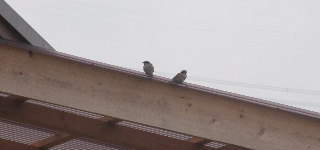屋根の上のスズメ
