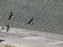 御笠川のツバメたち④