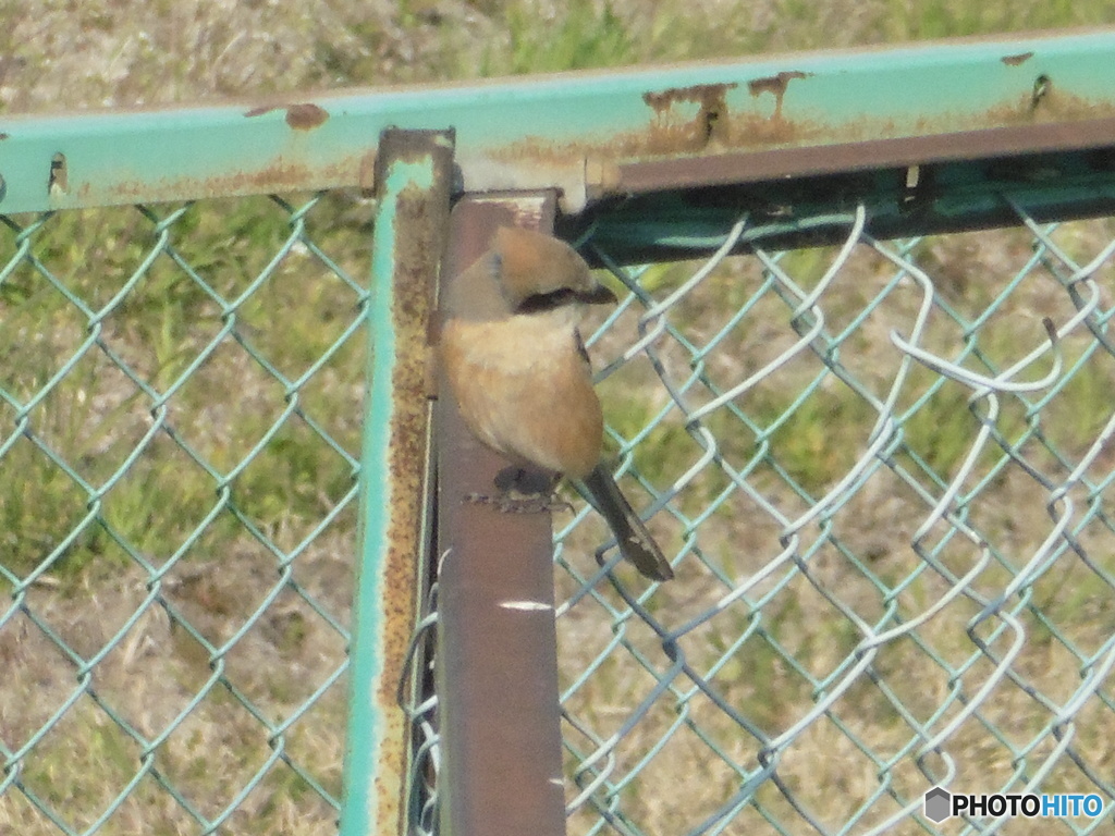 空港近くで見つけたモズ②