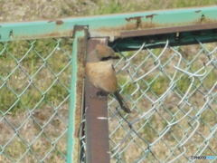 空港近くで見つけたモズ②