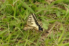 葉にとまる蝶②