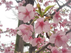 櫛田神社の桜④