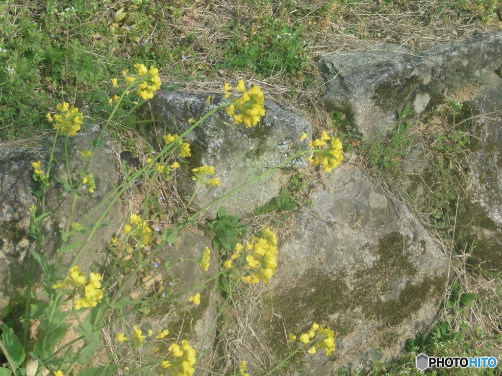 田舎に咲く菜の花②