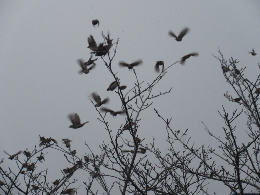 スズメの大群①