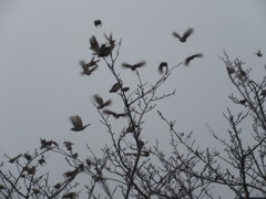 スズメの大群①