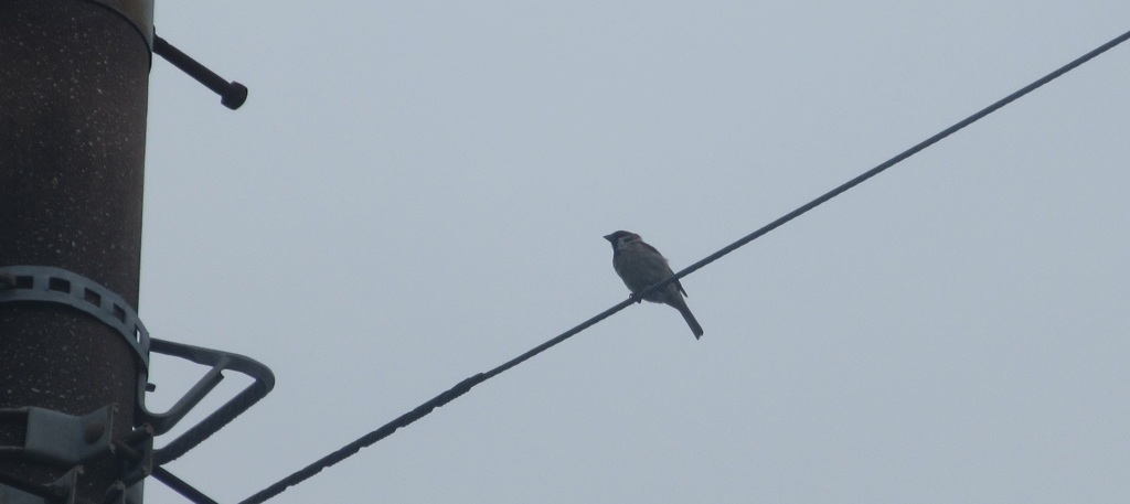 架線の上のスズメ