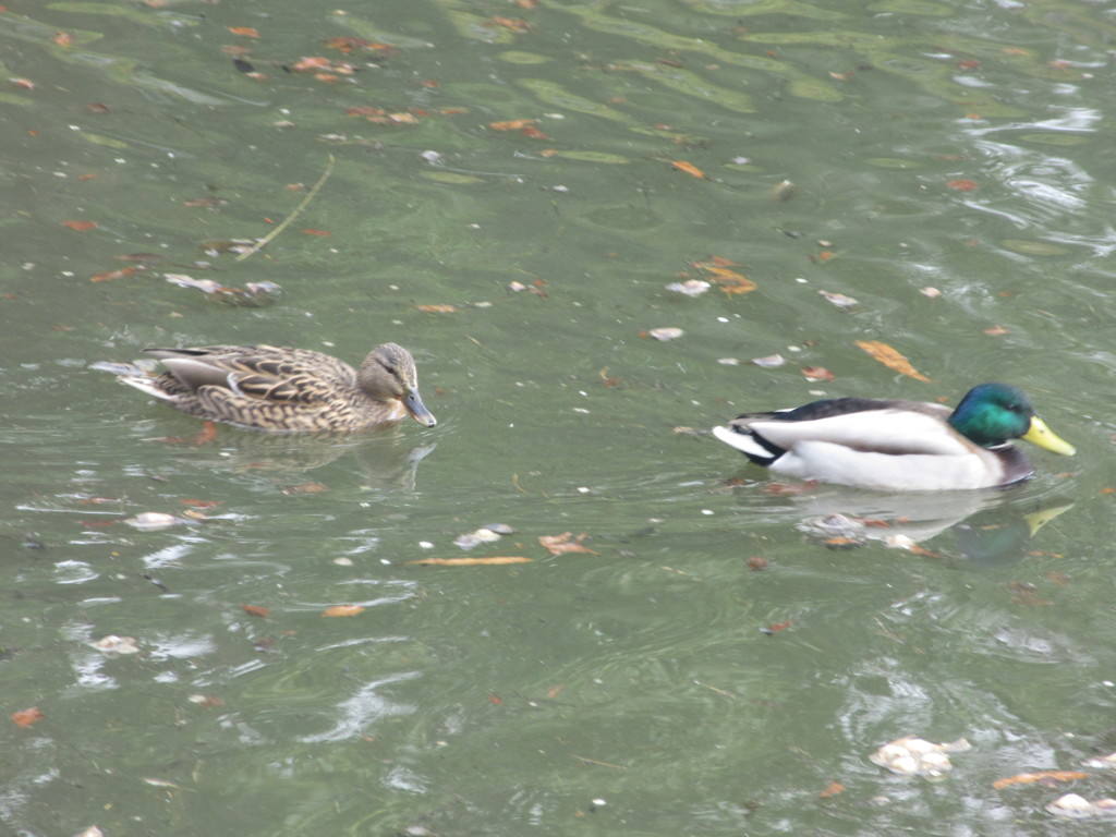 ２匹のカモたち