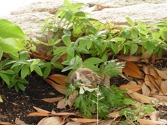 葉の上でさえずるスズメ②