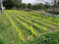福岡空港近くの菜の花畑
