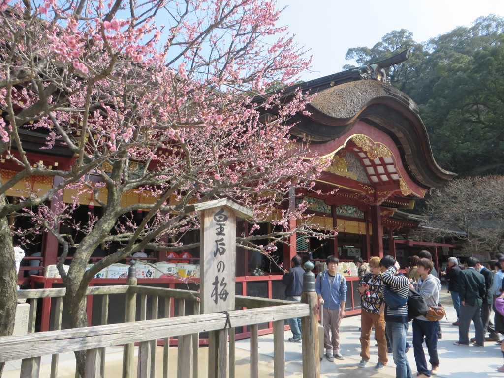 梅の花と太宰府天満宮
