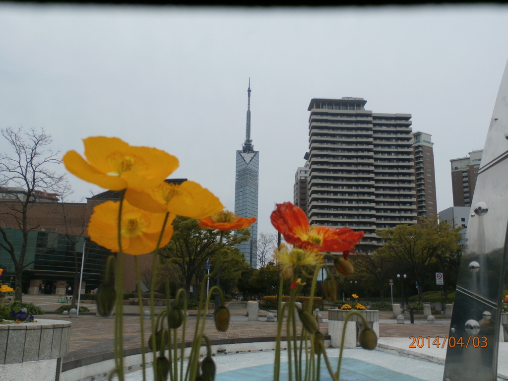 花と福岡タワー①