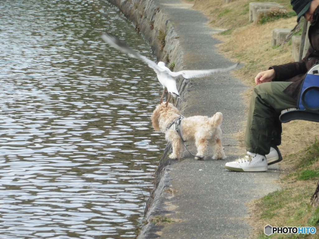 ワンちゃんとユリカモメ②