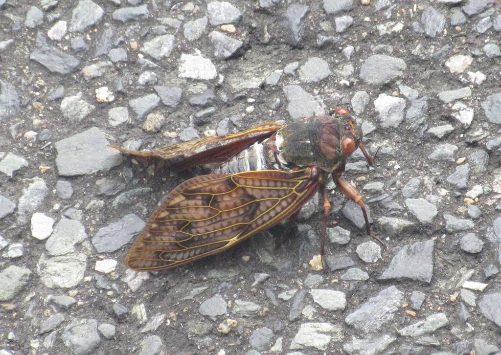 路上のアブラゼミ