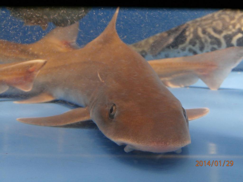 水槽の中の魚②