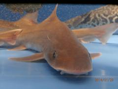 水槽の中の魚②