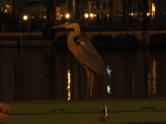 夜の港にたたずむサギ②