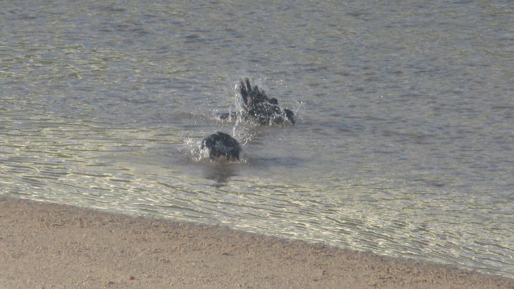 カラスの行水⑥