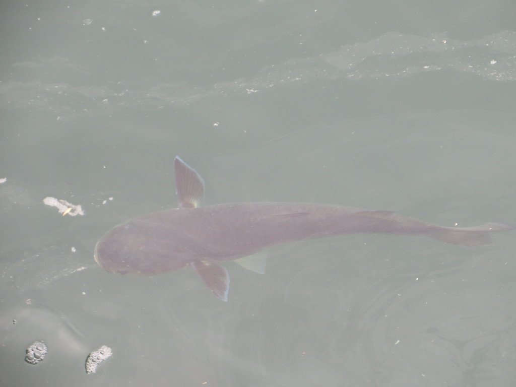 名の知れない魚
