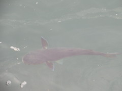 名の知れない魚