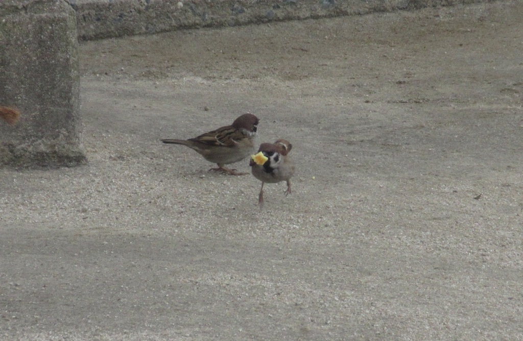 餌を横取りするスズメ①