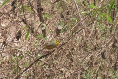 ソウシチョウ③