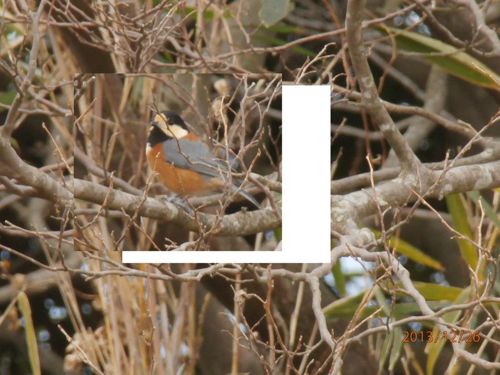 基山山頂で撮影したヤマガラ①