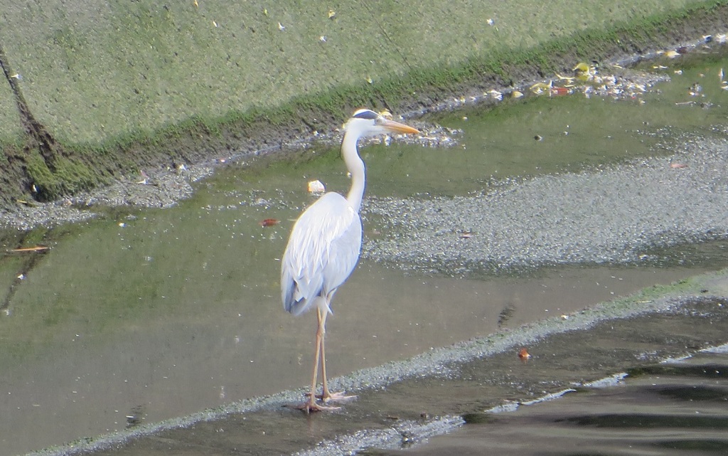 川辺を歩くサギ