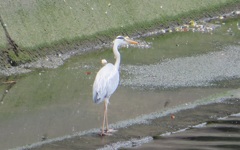 川辺を歩くサギ