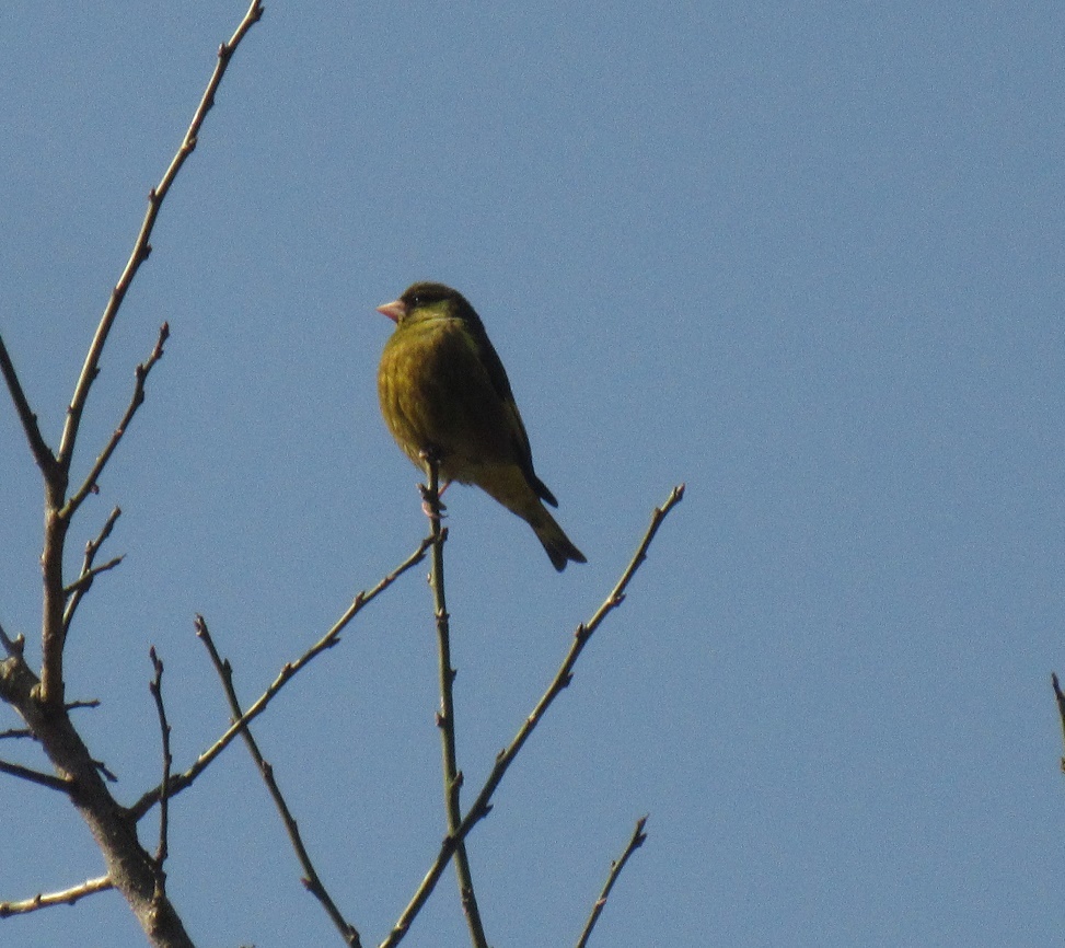 佐賀の山中にて　マヒワ
