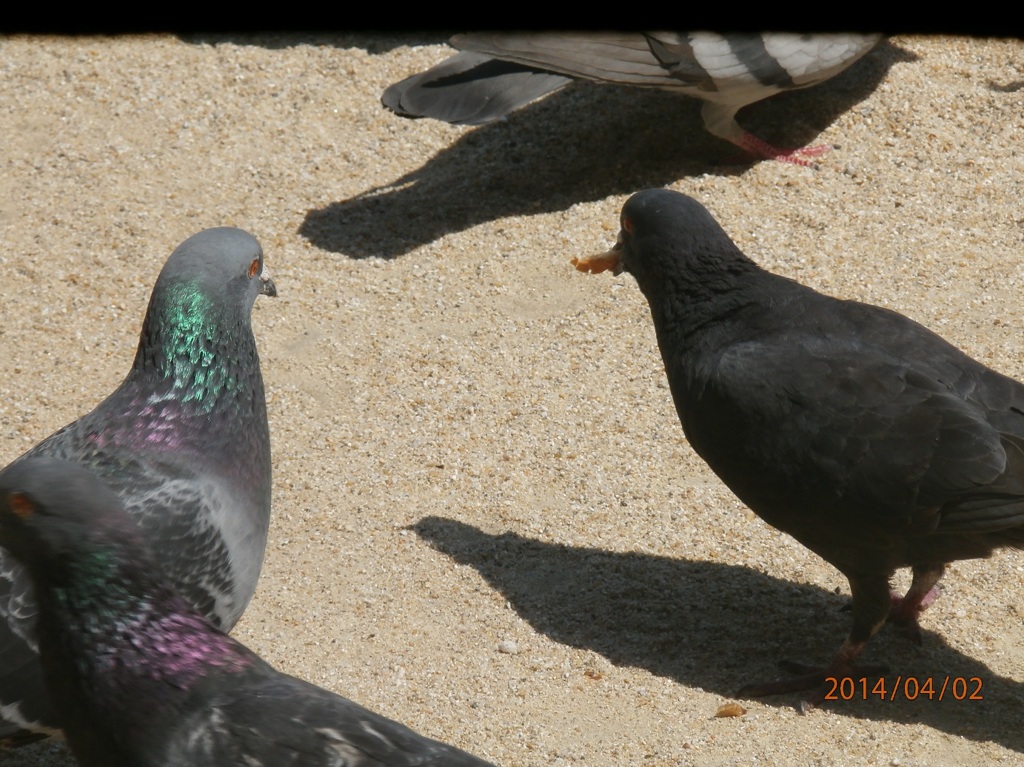 餌をつまむ鳩