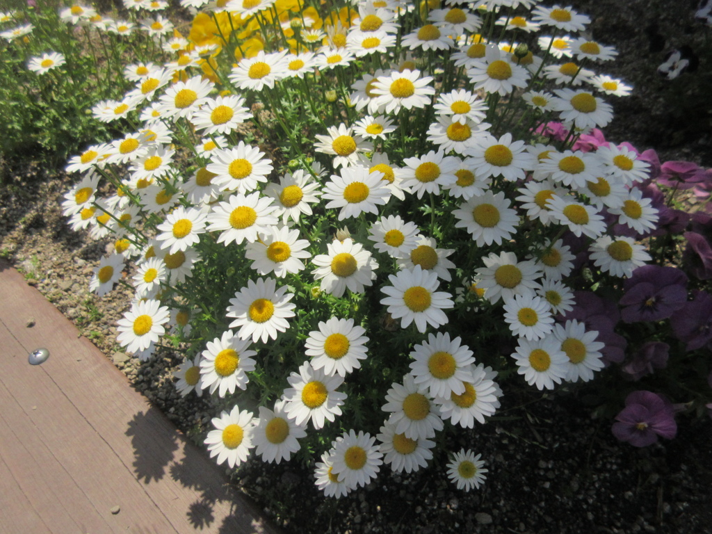 目にとまった春の花　③