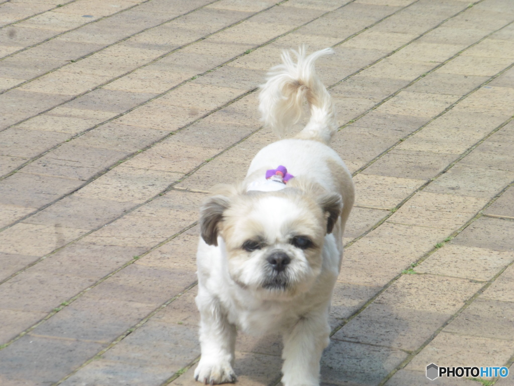 散歩にきたワンちゃん①